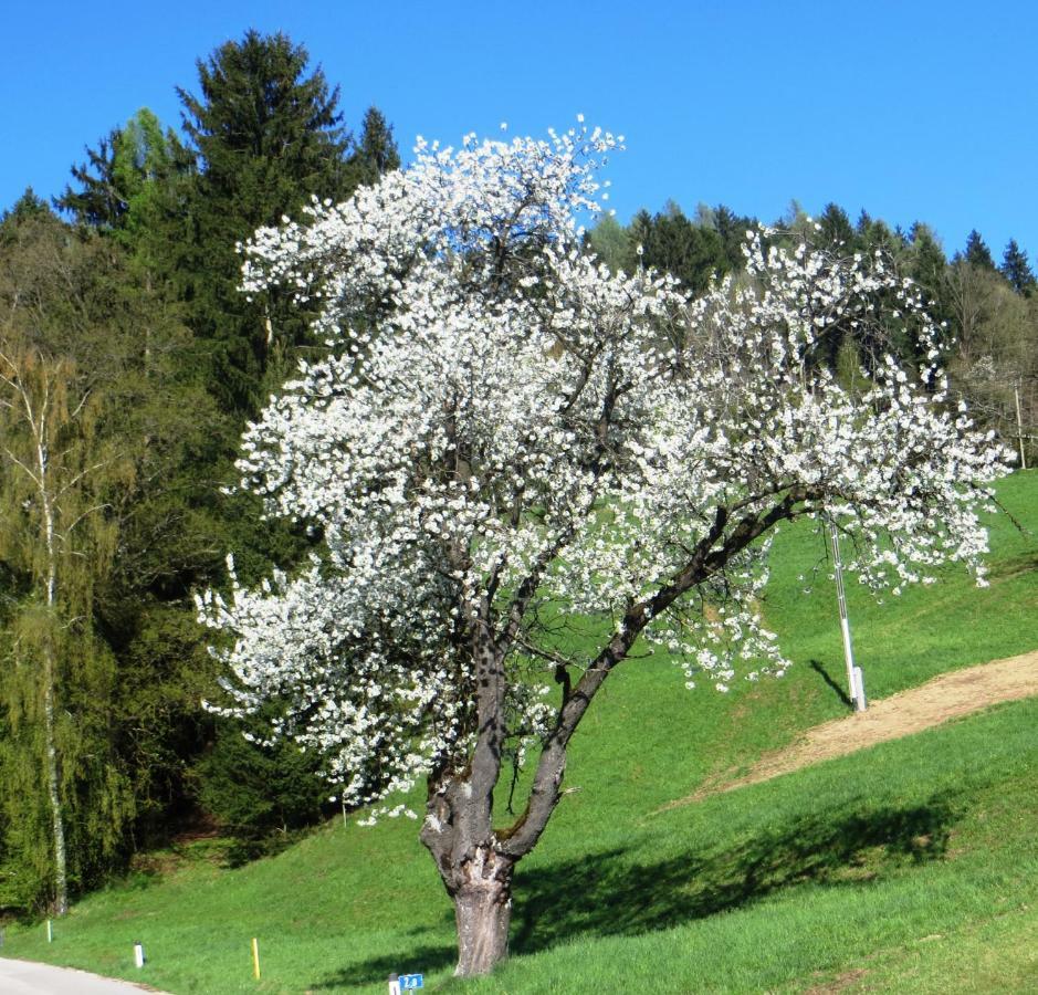 Ferienwohnungen Bauernhof Schilcher Sankt Stefan im Lavanttal ภายนอก รูปภาพ